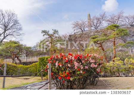 (Yamanashi Prefecture) Flowering quince blossoms at Maizuru Castle Park (Kofu Castle Ruins) (Yamanashi Prefecture) Flowering quince blossoms at Maizuru Castle Park (Kofu Castle Ruins) 138303637
