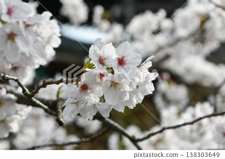 Somei Yoshino Cherry Somei Yoshino Cherry 138303649
