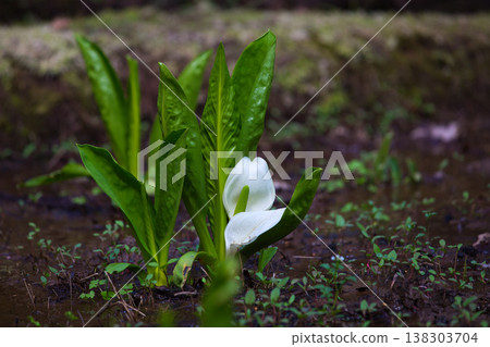 Spring arrives in the village of Manyo. Spring arrives in the village of Manyo. 138303704