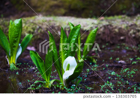 Spring arrives in the village of Manyo. 138303705