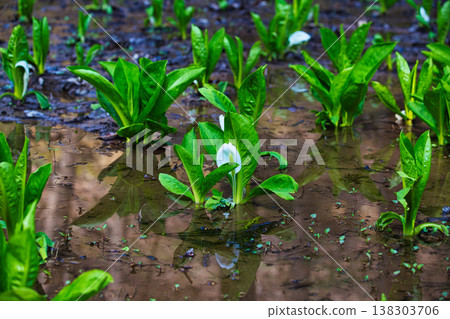 Spring arrives in the village of Manyo. 138303706