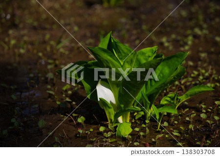 Spring arrives in the village of Manyo. 138303708