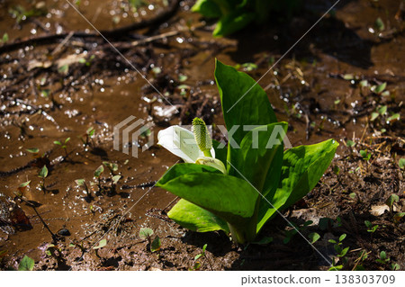 Spring arrives in the village of Manyo. Spring arrives in the village of Manyo. 138303709