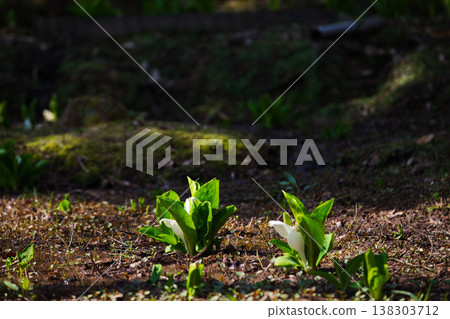 Spring arrives in the village of Manyo. Spring arrives in the village of Manyo. 138303712