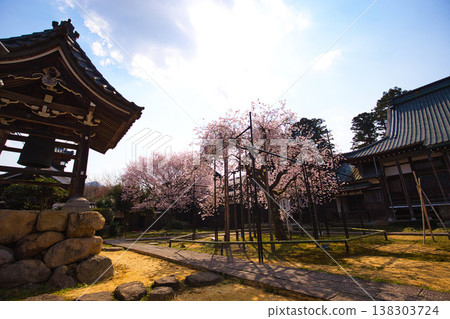 曼約村迎來了春天。 138303724