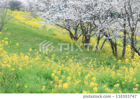 Yellow rape blossoms and cherry blossoms 138303747