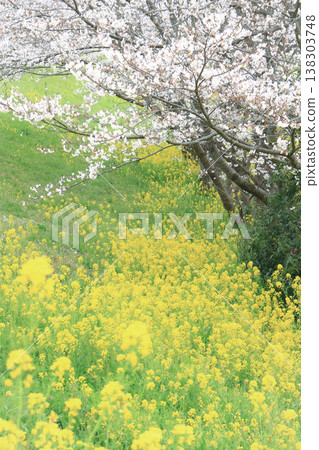 岸邊盛開的油菜花和櫻花 138303748