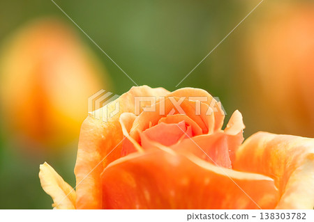 Beautiful orange rose flower Beautiful orange rose flower 138303782