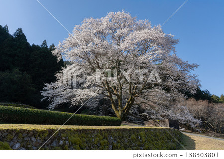 Takehara's Usuzumi Cherry Tree, Misugi-cho, Tsu City, Mie Prefecture 138303801