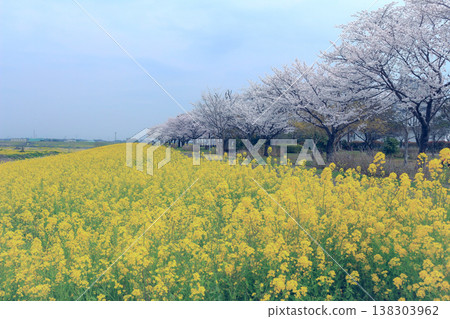 Landscape with rape flowers and cherry blossoms 138303962