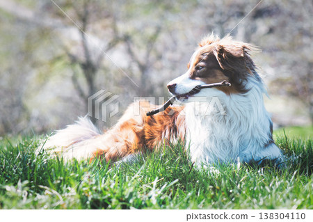 Australian Like Shepherd Dog Lying on Grass Chewing Stick in Sunlight Australian Like Shepherd Dog Lying on Grass Chewing Stick in Sunlight 138304110