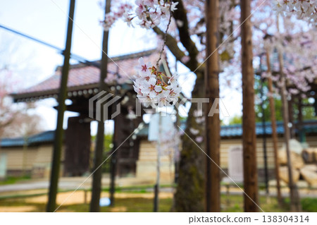 Spring arrives in the village of Manyo. Spring arrives in the village of Manyo. 138304314