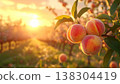 Ripe Peaches on Tree Branch at Sunset in Orchard Row in the Countryside 138304419
