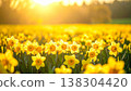 Daffodil Field Under Bright Sunlight with Soft Background Focus in Springtime 138304420