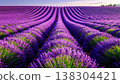 Scenic Lavender Field Rows under Warm Sunlight in Provence France Landscape 138304421