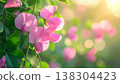 Delicate Pink Sweet Pea Flowers in Sunlight with Soft Focus Background 138304423