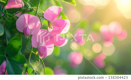 Delicate Pink Sweet Pea Flowers in Sunlight with Soft Focus Background 138304423