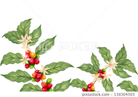 Horizontal coffee frame with branches, beans, flowers and leaves. Hand drawn watercolor painting. Botanical background with ripening berries. Coffee Day. The aroma of Robusta and Arabica varieties Horizontal coffee frame with branches, beans, flowers and leaves. Hand drawn watercolor painting. Botanical background with ripening berries. Coffee Day. The aroma of Robusta and Arabica varieties 138304503