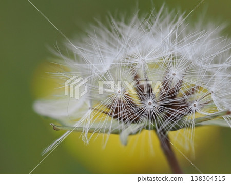 Macro photograph of spring fluff (Asteraceae family) Macro photograph of spring fluff (Asteraceae family) 138304515