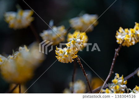 三重縣津市三杉町三股花盛開 138304516