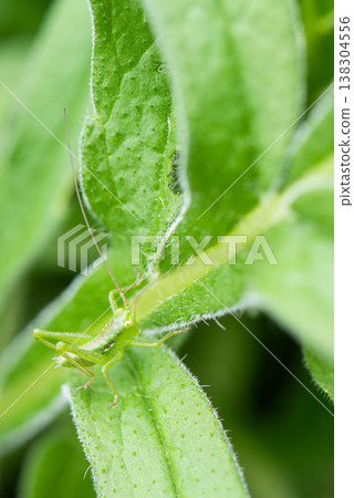 A bush cricket nymph perched on a leaf A bush cricket nymph perched on a leaf 138304556