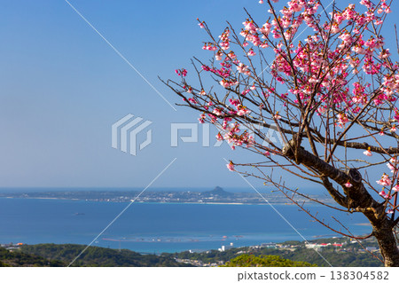 View of Ryukyu Kanhizakura cherry blossoms, the sea, and Ie Island from the middle of Mt. Yaedake, where the Motobu Yaedake Cherry Blossom Festival is held in Motobu Town, Kunigami District, Okinawa Prefecture. View of Ryukyu Kanhizakura cherry blossoms, the sea, and Ie Island from the middle of Mt. Yaedake, where the Motobu Yaedake Cherry Blossom Festival is held in Motobu Town, Kunigami District, Okinawa Prefecture. 138304582