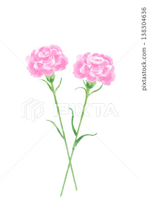 Watercolor illustration of pink carnations Watercolor illustration of pink carnations 138304636