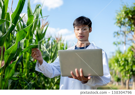 Asian agricultural researcher man holding green corp leaf looking at a laptop while working in farm. Asian agricultural researcher man holding green corp leaf looking at a laptop while working in farm. 138304796