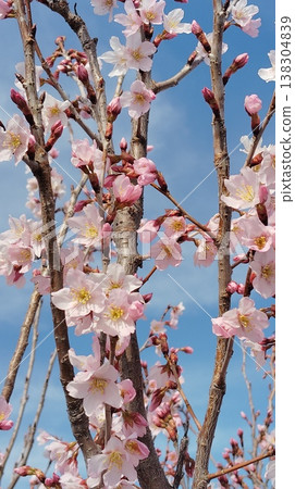 Cherry tree in full bloom Cherry tree in full bloom 138304839