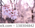 Cherry blossom 138304842