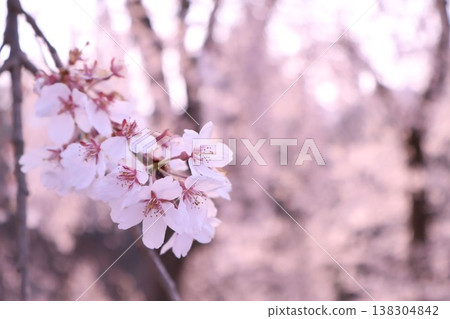 Cherry blossom Cherry blossom 138304842