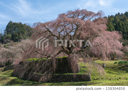 又兵衛櫻花樹，70%開花，產於奈良縣宇多市灰原町 138304850