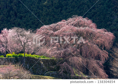 Matabei Cherry Tree, 70% in bloom, Haibara, Uda City, Nara Prefecture Matabei Cherry Tree, 70% in bloom, Haibara, Uda City, Nara Prefecture 138304854