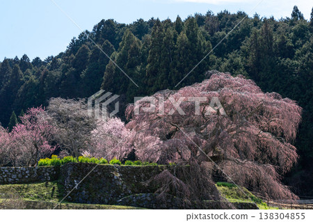 又兵衛櫻花樹，70%開花，產於奈良縣宇多市灰原町 138304855