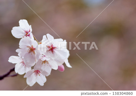 Cherry blossoms in full bloom as spring arrives. Cherry blossoms in full bloom as spring arrives. 138304860