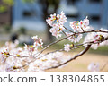 櫻花的風景 138304865