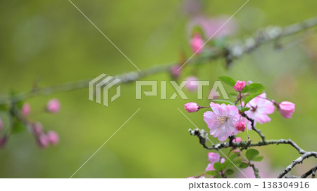 Springtime crabapple blossoms and buds; delicate pink flowers glistening in the rain. (Copy space available) Springtime crabapple blossoms and buds; delicate pink flowers glistening in the rain. (Copy space available) 138304916