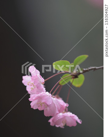 Springtime crabapple blossoms and buds; delicate pink flowers glistening in the rain. (Copy space available) 138304927
