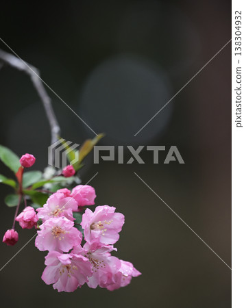 春日海棠花蕾綻放,嬌嫩的粉紅色花朵在雨中閃閃發光。 (留有文字空間) 春日海棠花蕾綻放,嬌嫩的粉紅色花朵在雨中閃閃發光。 (留有文字空間) 138304932