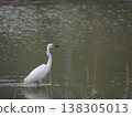 一隻大白鷺美麗的夏季羽毛（繁殖季節）。 138305013