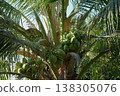 Many coconut bunches on the trees 138305076