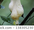 奄美樹蛙泡巢（產卵）的特寫鏡頭 138305230