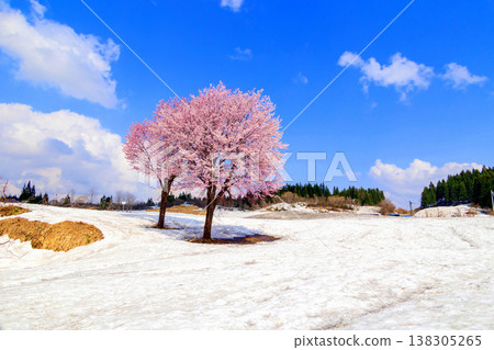 雪地上的粉紅色櫻花 雪地上的粉紅色櫻花 138305265