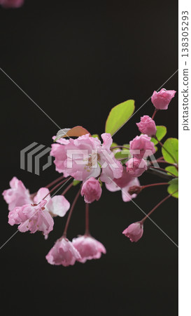 被雨水打濕的野蘋果花，柔軟的粉紅色花瓣和雨滴，讓人感受到春天的氣息。 138305293