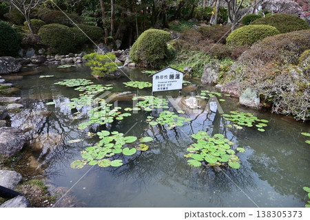 Tropical water lily Tropical water lily 138305373