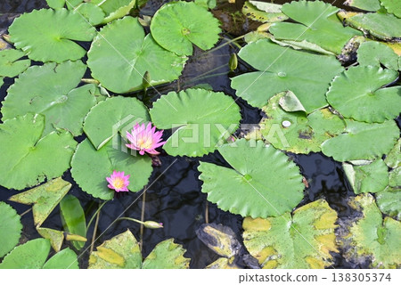 Tropical water lily Tropical water lily 138305374