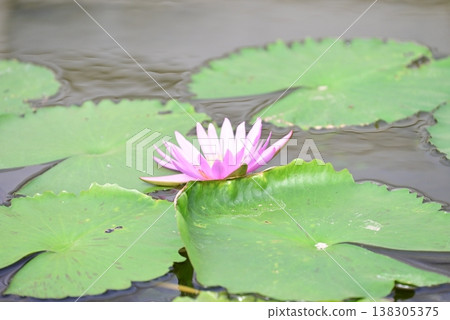 Tropical water lily Tropical water lily 138305375