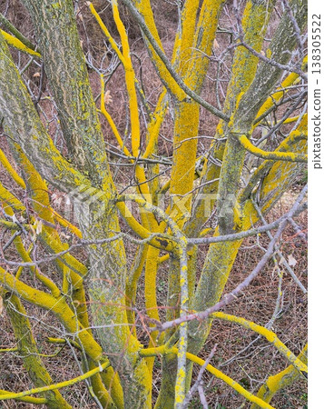 Yellow Xanthoria parietina lichen covering tree branches in a wild forest. Yellow Xanthoria parietina lichen covering tree branches in a wild forest. 138305522