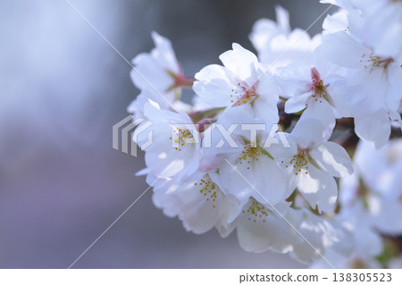 Cherry blossoms illuminated by the spring sunlight Cherry blossoms illuminated by the spring sunlight 138305523