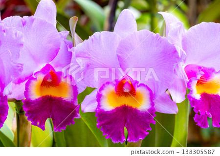 卡特蘭花的特寫鏡頭,蘭科西方蘭花女王 卡特蘭花的特寫鏡頭,蘭科西方蘭花女王 138305587